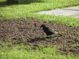 Amsel 01